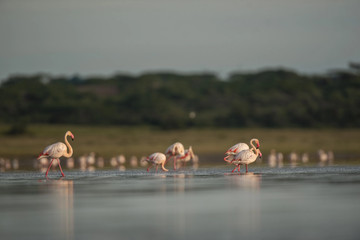 3-day classic tanzania safari: tarangire & ngorongoro Arusha
