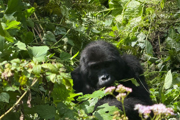 3 day gorilla trekking safari in uganda Kampala