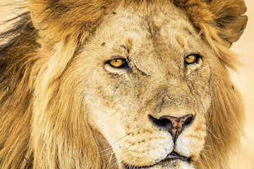 3 Day Mikumi Luxury Tented Camps Safari Mwanza