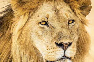 3 day mikumi luxury tented camps safari Mwanza