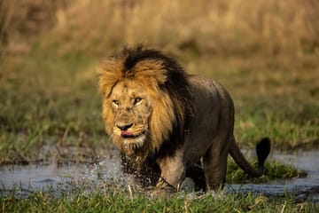 3 Day Queen Elizabeth National Park Wildlife Safari Uganda Kampala