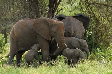 3 Days High-end Tanzania Safari Arusha