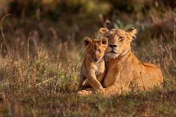 3 Days Maasai Mara Camping Safari Nairobi
