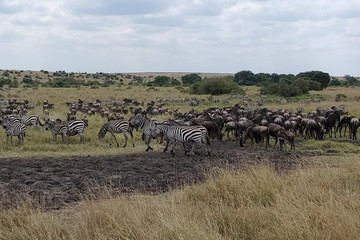 3 Days Masai Mara Safari Nairobi