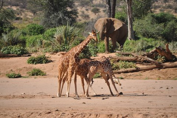 4 day masai mara safari Nairobi