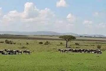 4 days 3 nights safari masai mara great kenya wildebeest migration Nairobi