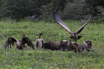 4- days arusha, tarangire, lake manyara & ngorongoro tanzania safari Arusha