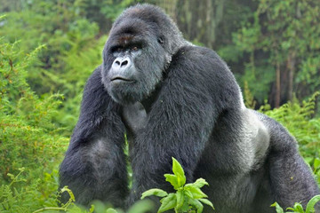 Gorilla tour in uganda Kampala
