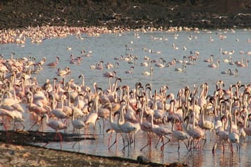 5-day Comfort Safari Experience Arusha