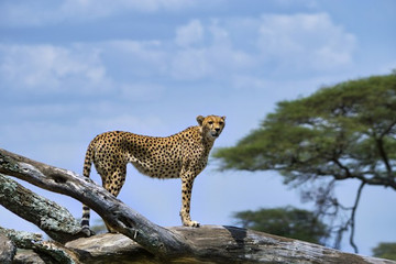 5-day Tanzania Camping Safari Moshi