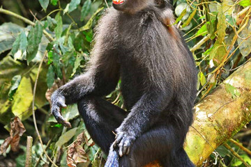 Chimpanzee, Gorilla Trekking And Game Sighting Safari Kampala