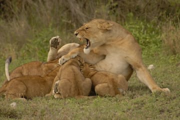 5 Days High-end Tanzania Safari Arusha