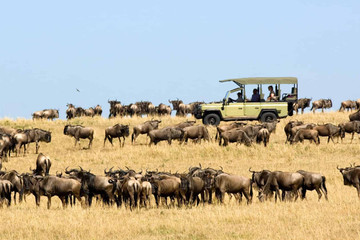 5-day Serengeti Wildebeest Migration Camping Expedition Arusha