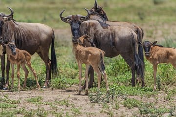 6-day Tanzania Budget Safari, Waterfalls And Hot Springs Arusha