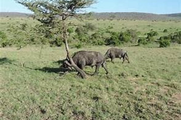 6 Days 5 Nights Maasai Mara, Lake Nakuru & Amboseli Safari (small Group Joining) Nairobi