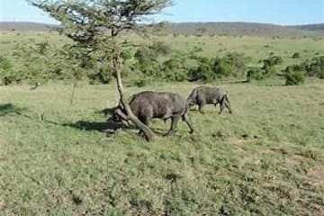 6 days 5 nights maasai mara, lake nakuru & amboseli safari (small group joining) Nairobi