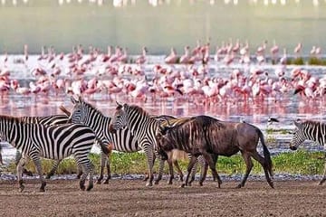 5 Days 4 Nights Masai Mara,nakuru,naivasha Nairobi