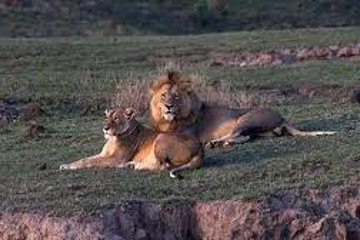 6 days 5 nights serengeti king of the jungle safari Arusha