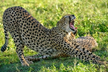 6 Days High-end Tanzania Safari Arusha