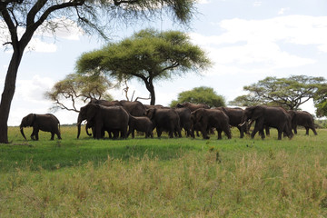 7 Days Wildebeest Migration Safaris: Lake Manyara, Serengeti, Ngorongoro, And Tarangire Arusha