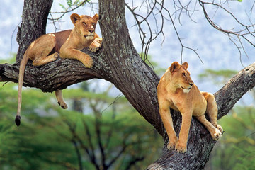 7 days – wildlife & culture - mid range Arusha