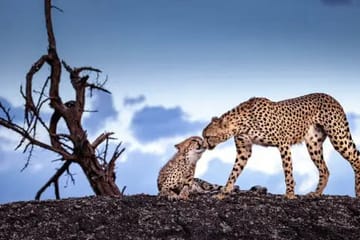 8-day Explore Serengeti Great Wildebeest Migration Tour Arusha