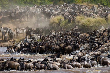  8 days 7 nights tanzania holiday-wildebeest migration Arusha