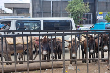 Addis Ababa Snapshot: Half City Exploration Addis Ababa