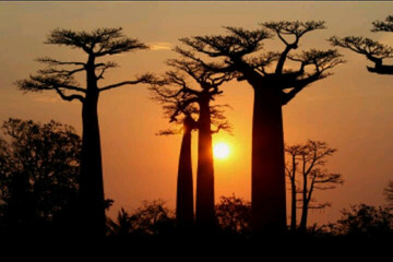 Baobabs And Kirindy Wildlife Tour Antananarivo