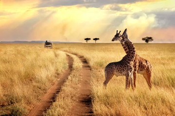 Tanzania safari-5 day Dar es Salaam