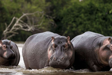 Bini Hippo Abidjan