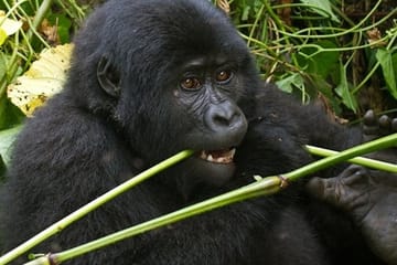 Bwindi Gorilla Trekking - Uganda Kampala