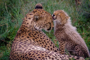 Cheetah Centre Pretoria