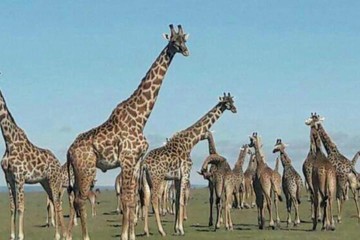 Classic kenya highlights safari Nairobi