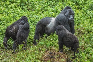 4 Days Gorilla And Chimpanzee Trekking In Kibale & Bwindi National Park Kampala