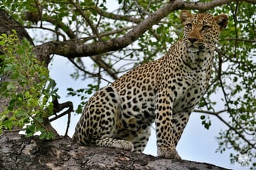 Easy Time Lodge Sabi