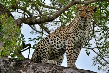 Easy Time Lodge Sabi