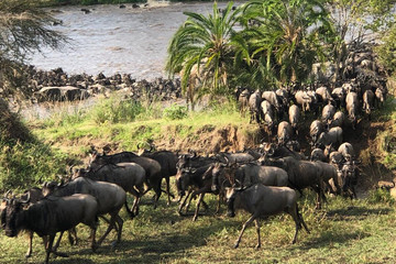 Everest Old Arusha