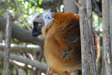 The beautiful lemurs meeting Antananarivo