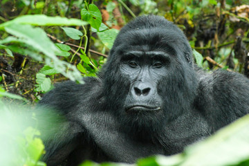 4 days gorilla and chimp tracking safari Kampala