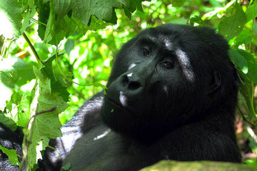 3 days gorilla tracking safari in uganda Kampala