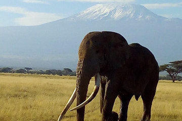 Great Tour Of Kenya – Masai Mara, Nakuru, Amboseli, Tsavo, Mombasa Nairobi