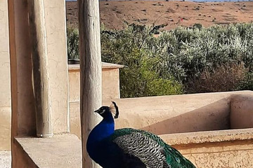 Jnane Tihihit Marrakech