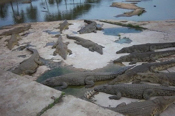 Lac aux caimans Yamoussoukro