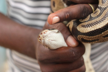 Le Temple des Pythons Ouidah