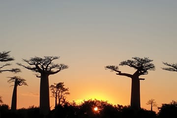 Madagascar: 3 Day Tour Morondava And Tsingy De Bemaraha Antananarivo