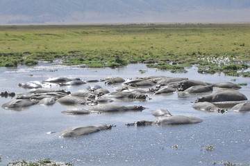 Ngorongoro crater full day trip Arusha