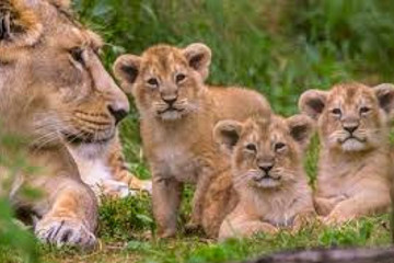 Spectacular 4 Days Masai Mara / Lake Nakuru Camping Safari Nairobi