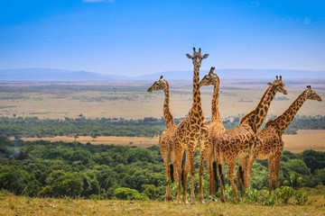 Masai mara park Nairobi