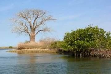 Parc national du delta du Saloum Sine Saloum